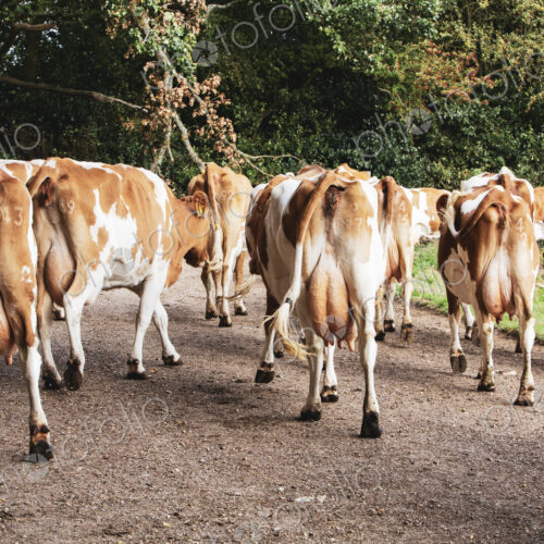 Herd of Guernsey cows being driven along a rural road.
