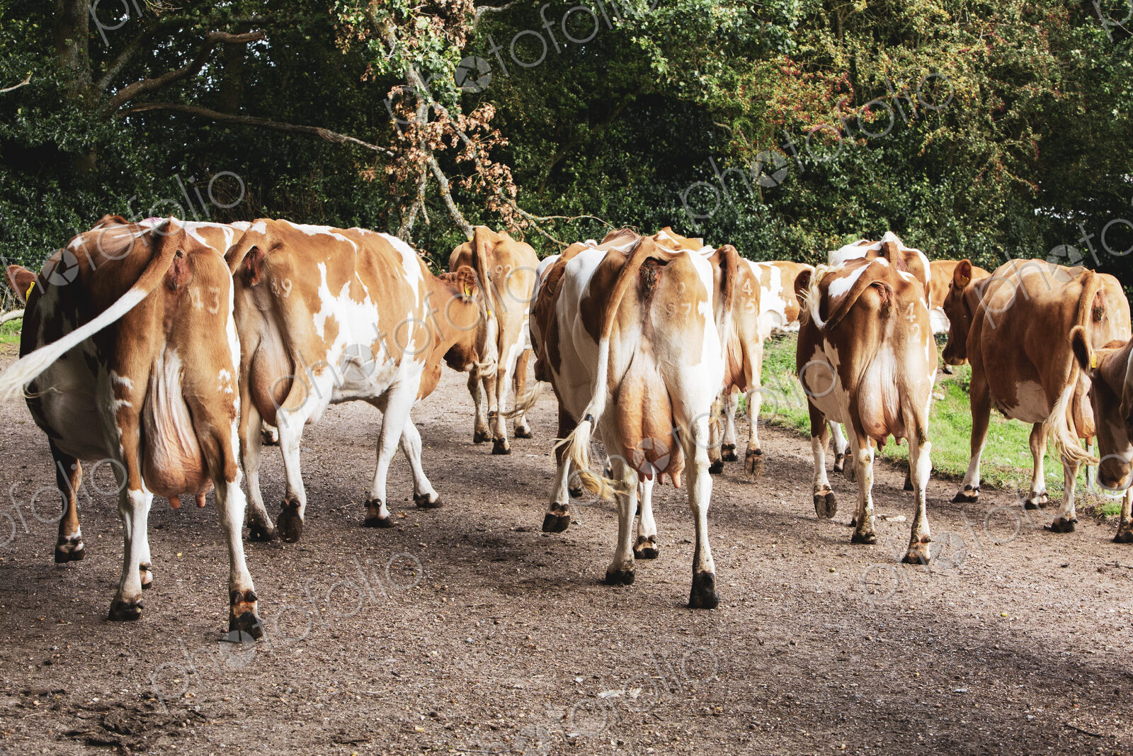 Herd of Guernsey cows being driven along a rural road.