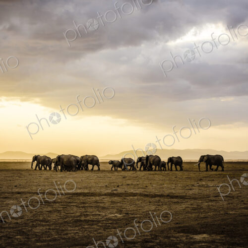 Herd of elephants in savanna landscape Herd of elephants in savanna landscape