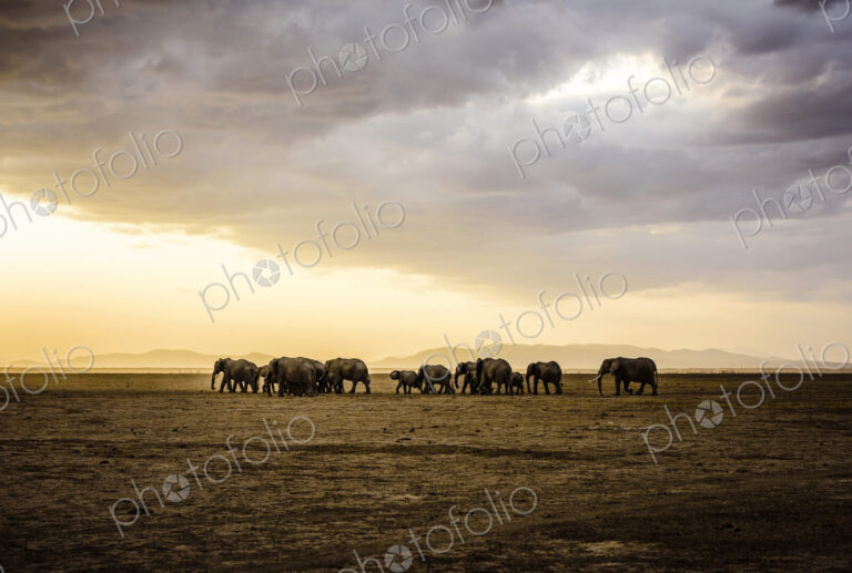 Herd of elephants in savanna landscape