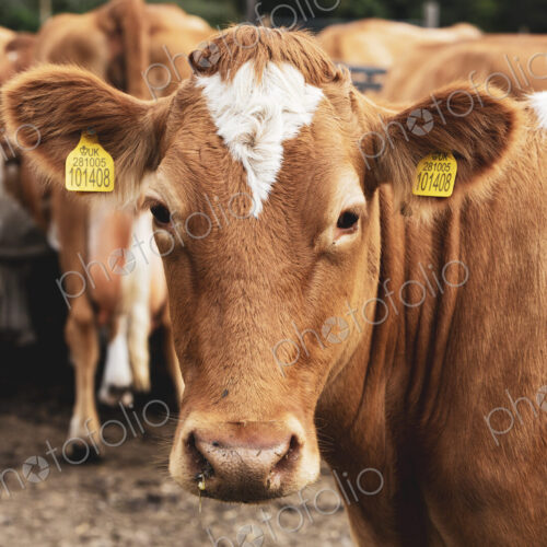 Herd of piebald red and white Guernsey cows on a pasture. Herd of piebald red and white Guernsey cows on a pasture.