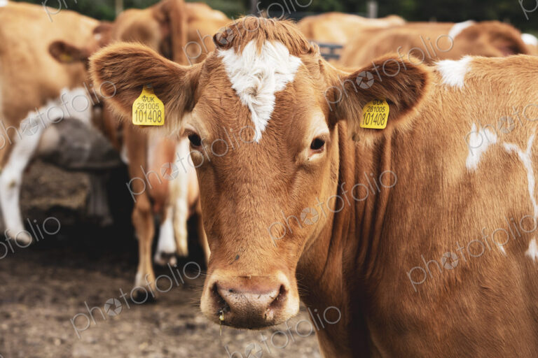 Herd of piebald red and white Guernsey cows on a pasture.