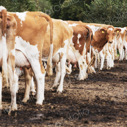 Herd of piebald red and white Guernsey cows on a pasture. Herd of piebald red and white Guernsey cows on a pasture.