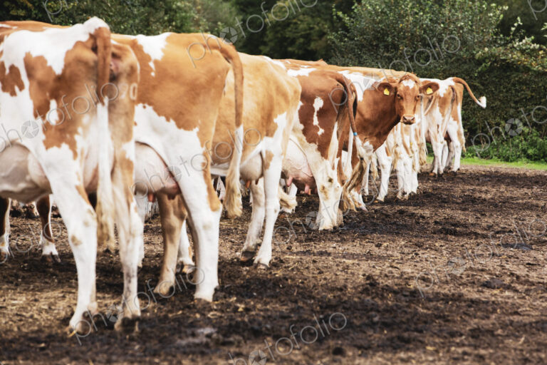 Herd of piebald red and white Guernsey cows on a pasture.