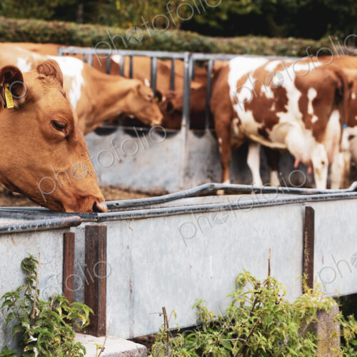 Herd of piebald red and white Guernsey cows on a pasture, eating from metal trough.