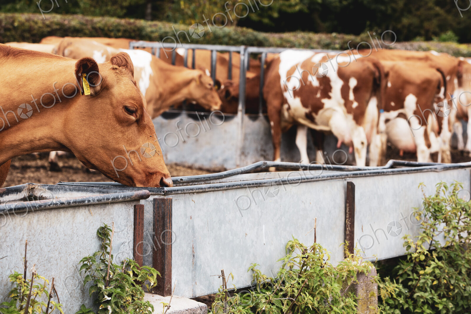 Herd of piebald red and white Guernsey cows on a pasture, eating from metal trough.
