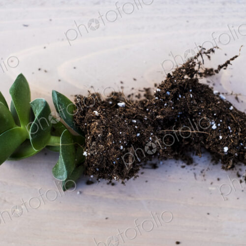 High angle close of small succulent with soil attached to roots. High angle close of small succulent with soil attached to roots.