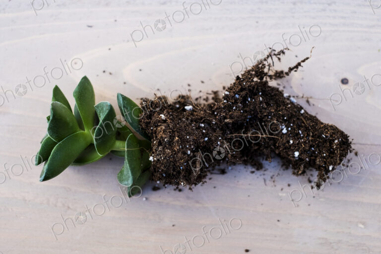 High angle close of small succulent with soil attached to roots.