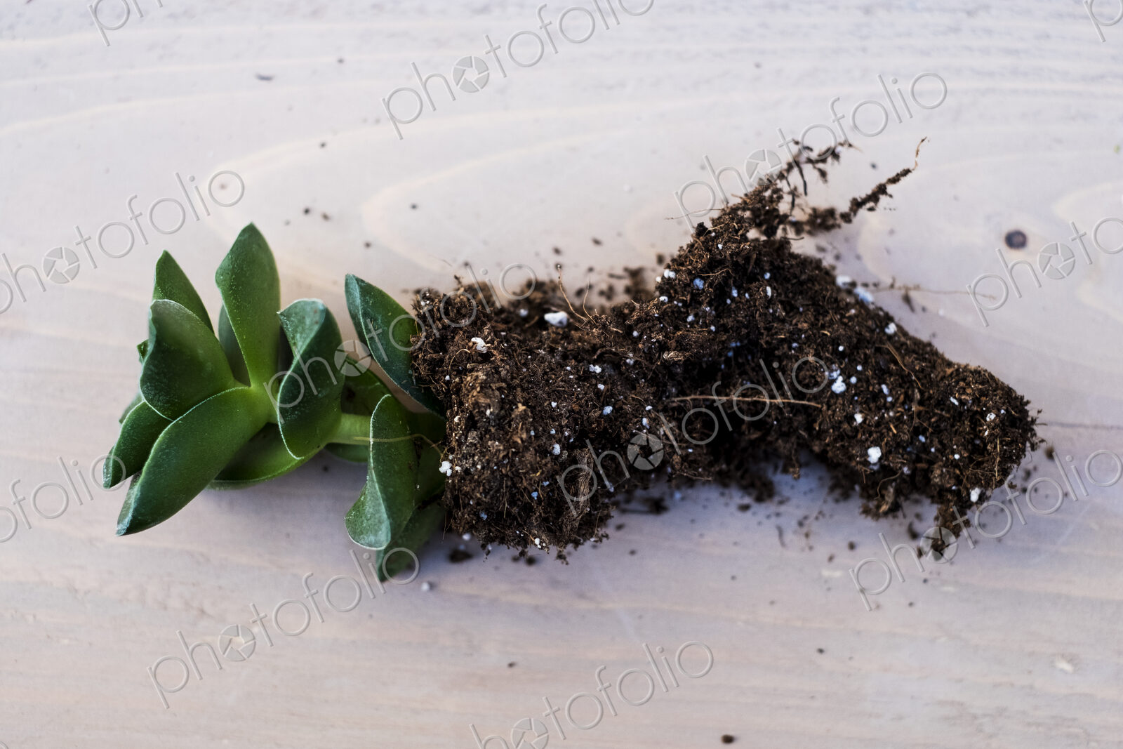 High angle close of small succulent with soil attached to roots.