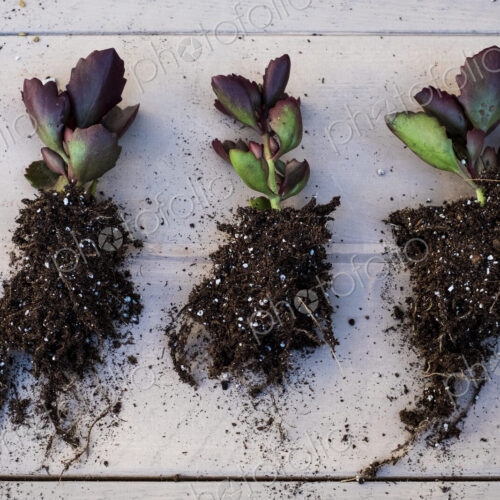 High angle close of three small succulents with soil attached to roots. High angle close of three small succulents with soil attached to roots.