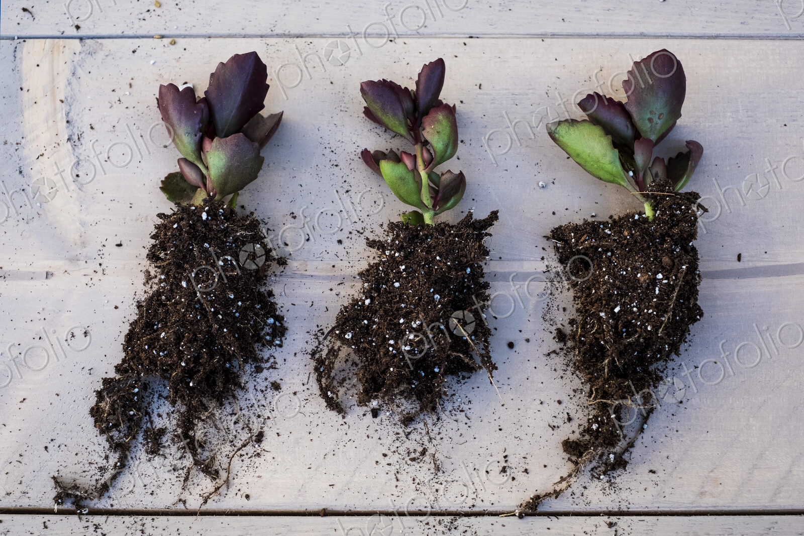 High angle close of three small succulents with soil attached to roots.