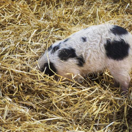 High angle close up of Gloucester Old Spot pig with its head burried in straw.