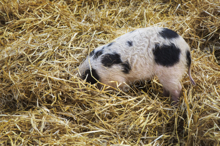 High angle close up of Gloucester Old Spot pig with its head burried in straw.