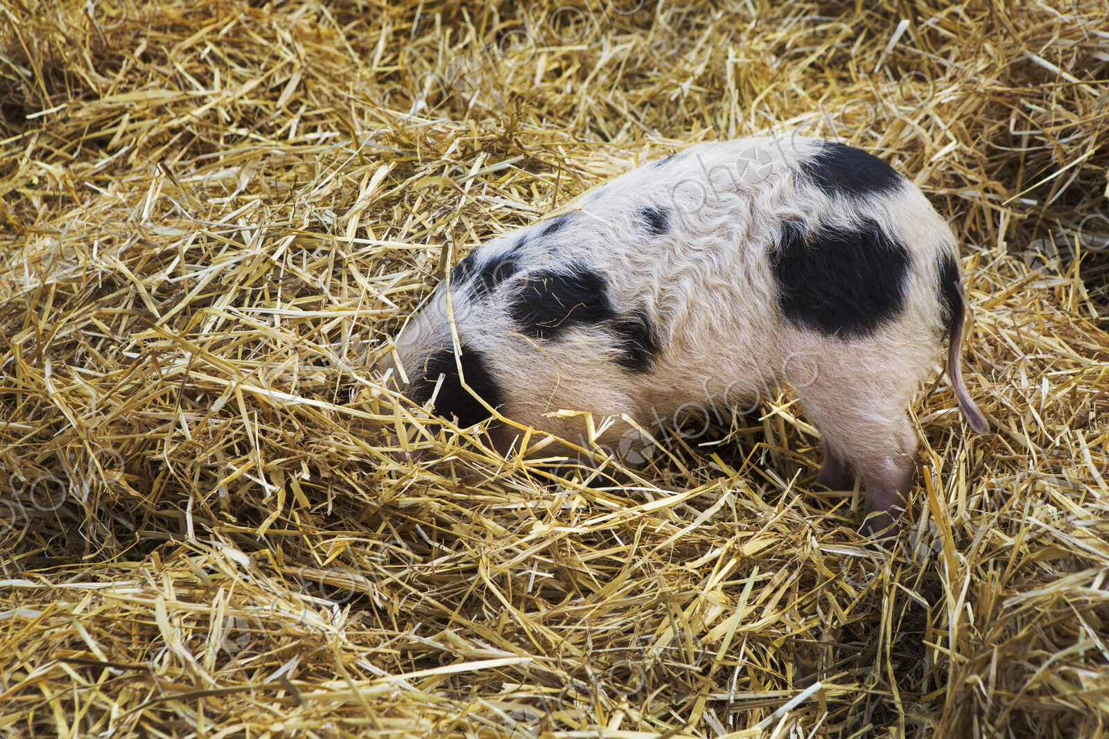 High angle close up of Gloucester Old Spot pig with its head burried in straw.