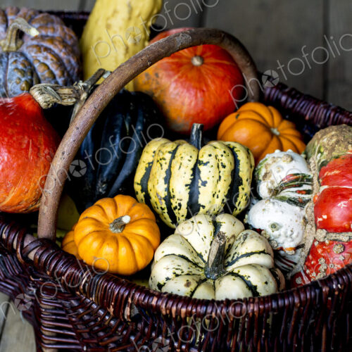 High angle close up of a basket with a variety of freshly harvested pumpkins.