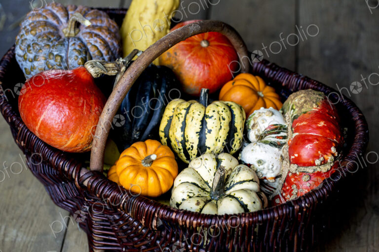 High angle close up of a basket with a variety of freshly harvested pumpkins.