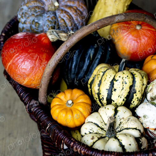 High angle close up of a basket with a variety of freshly harvested pumpkins.