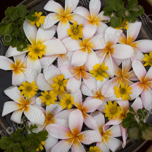 High angle close up of a bowl of white and yellow Frangipani blossoms. High angle close up of a bowl of white and yellow Frangipani blossoms.