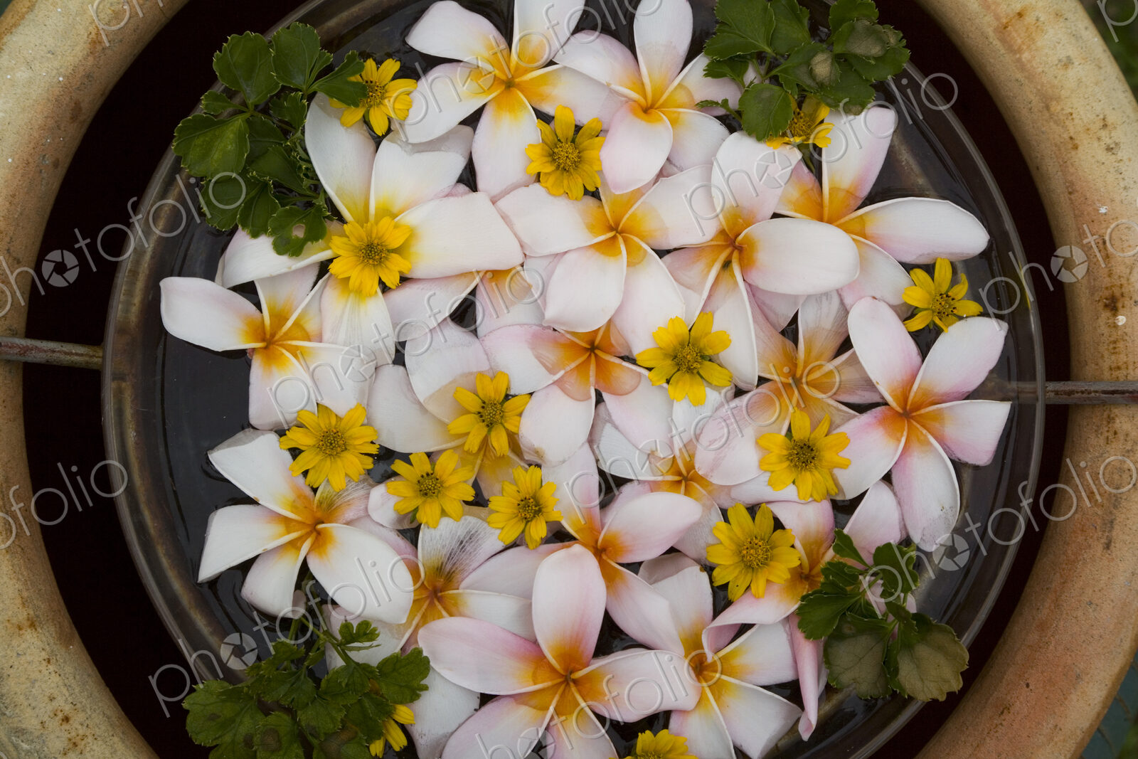 High angle close up of a bowl of white and yellow Frangipani blossoms.