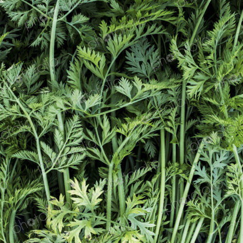 High angle close up of a bunch of carrot tops. High angle close up of a bunch of carrot tops.