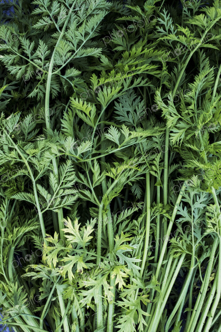 High angle close up of a bunch of carrot tops.