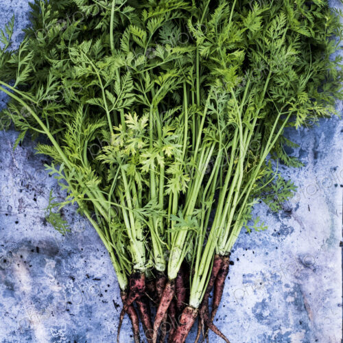 High angle close up of a bunch of freshly picked carrots on grey background. High angle close up of a bunch of freshly picked carrots on grey background.