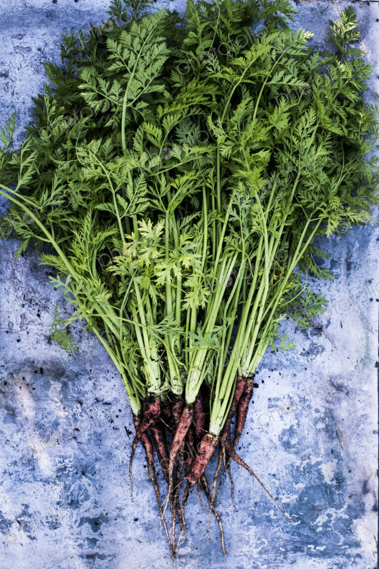 High angle close up of a bunch of freshly picked carrots on grey background.