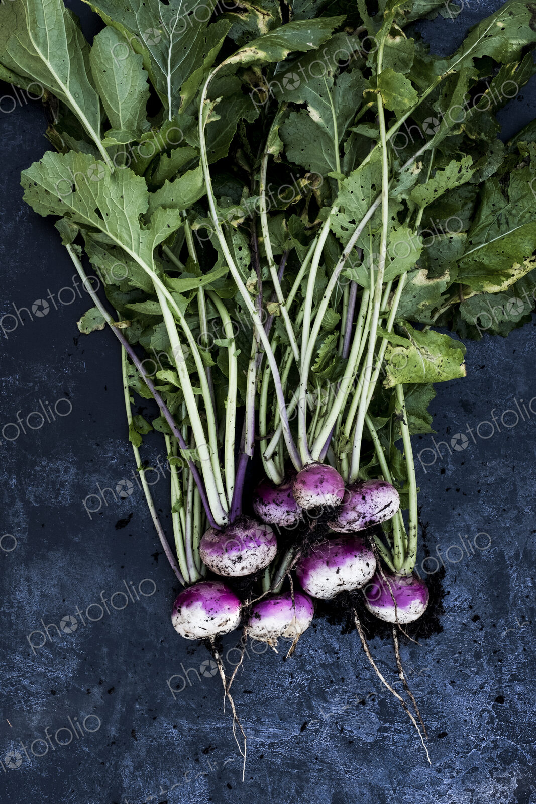 High angle close up of a bunch of freshly picked pink turnips on grey background.