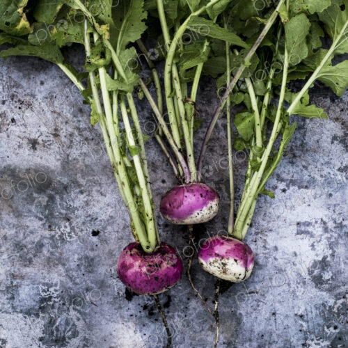 High angle close up of a bunch of freshly picked pink turnips on grey background.