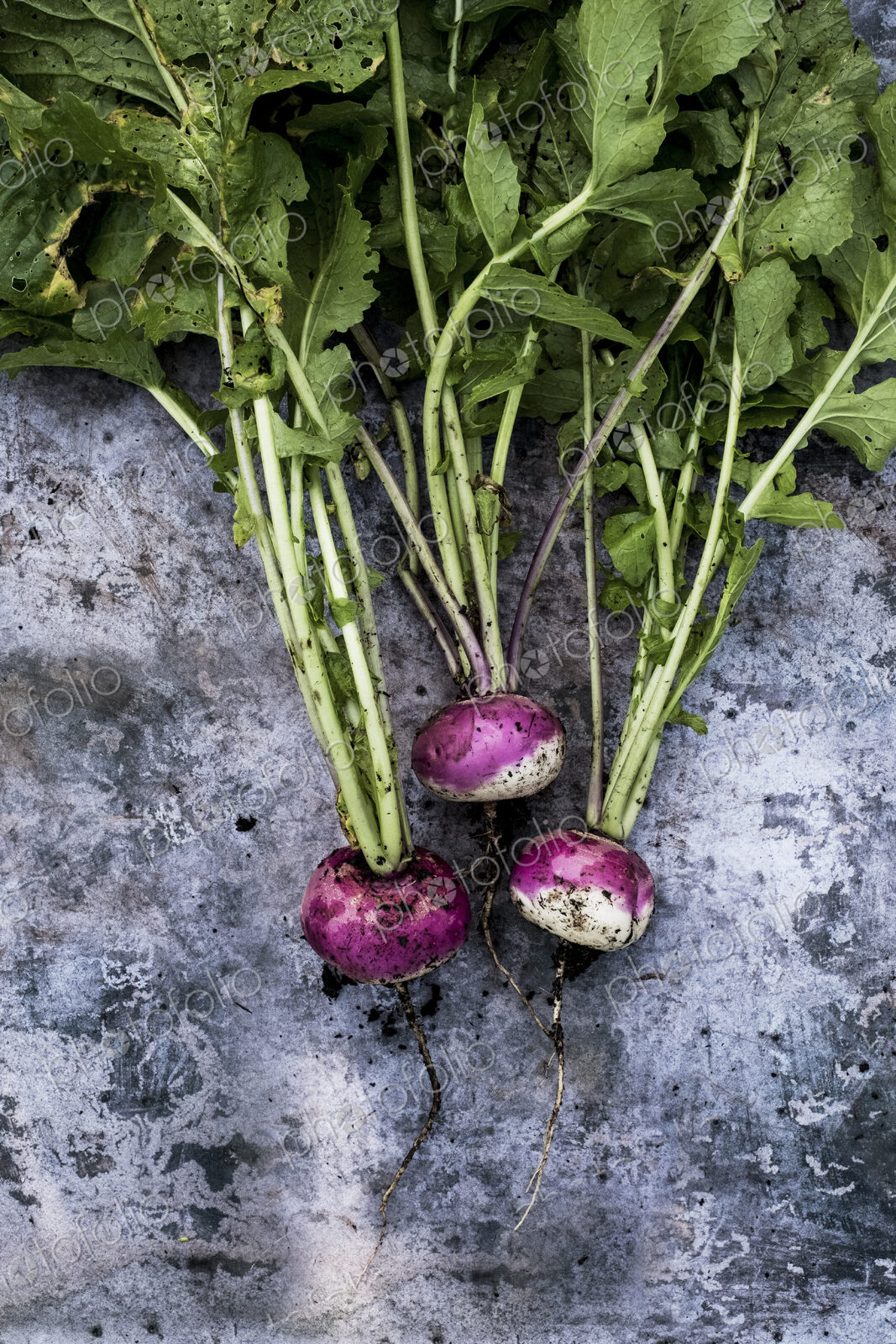 High angle close up of a bunch of freshly picked pink turnips on grey background.