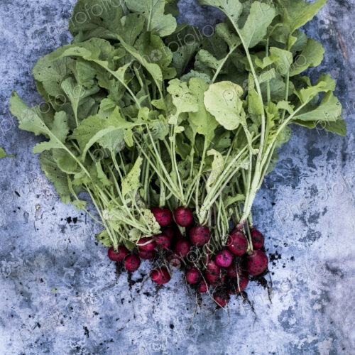 High angle close up of a bunch of freshly picked red radishes on grey background. High angle close up of a bunch of freshly picked red radishes on grey background.