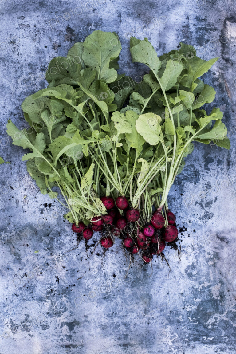 High angle close up of a bunch of freshly picked red radishes on grey background.
