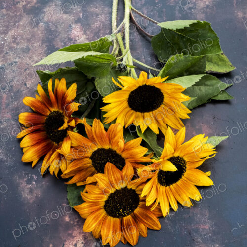 High angle close up of a bunch of freshly picked sunflowers on grey background. High angle close up of a bunch of freshly picked sunflowers on grey background.