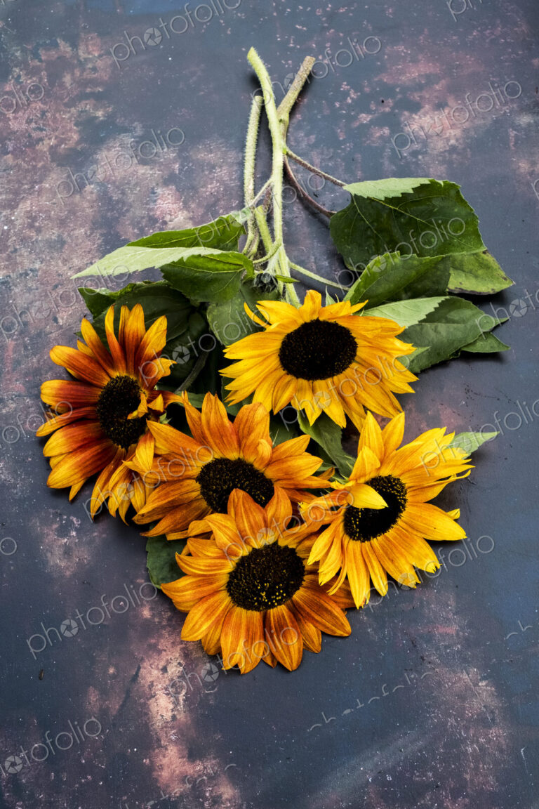 High angle close up of a bunch of freshly picked sunflowers on grey background.