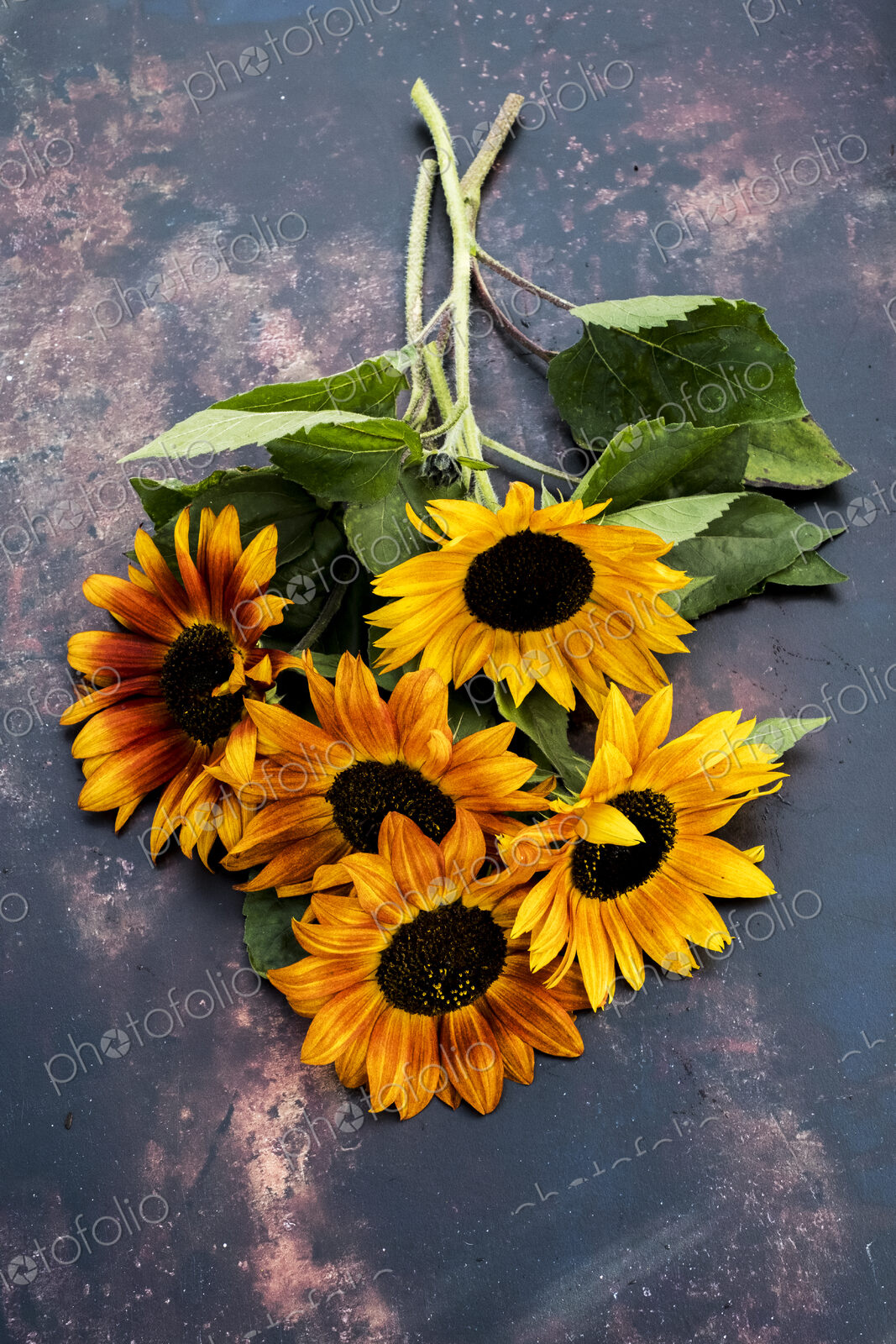 High angle close up of a bunch of freshly picked sunflowers on grey background.
