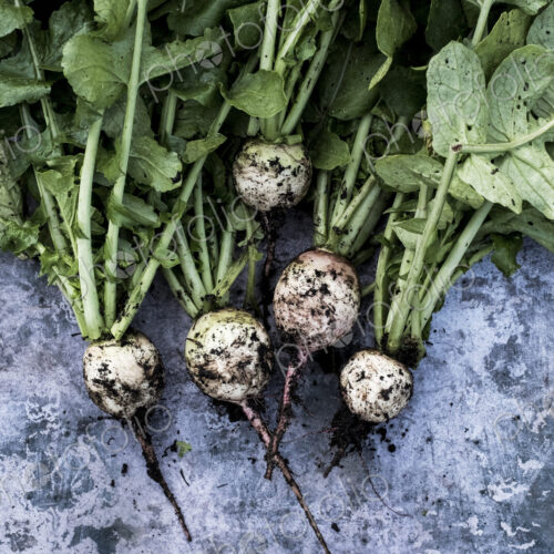 High angle close up of a bunch of freshly picked turnips on grey background.