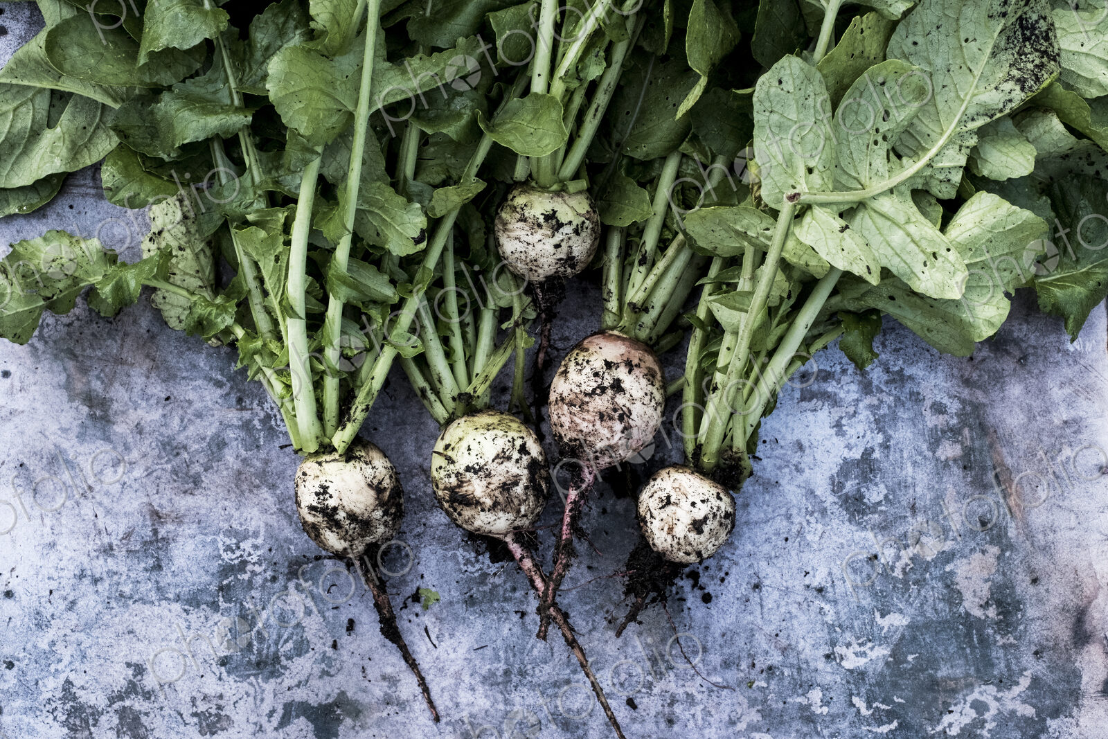 High angle close up of a bunch of freshly picked turnips on grey background.