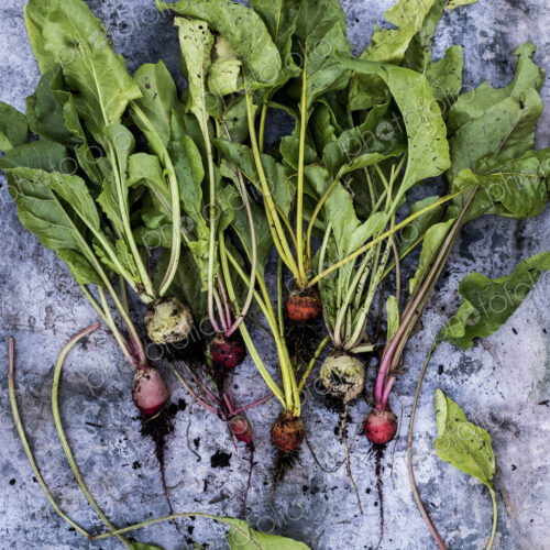 High angle close up of a bunch of freshly picked turnips on grey background.