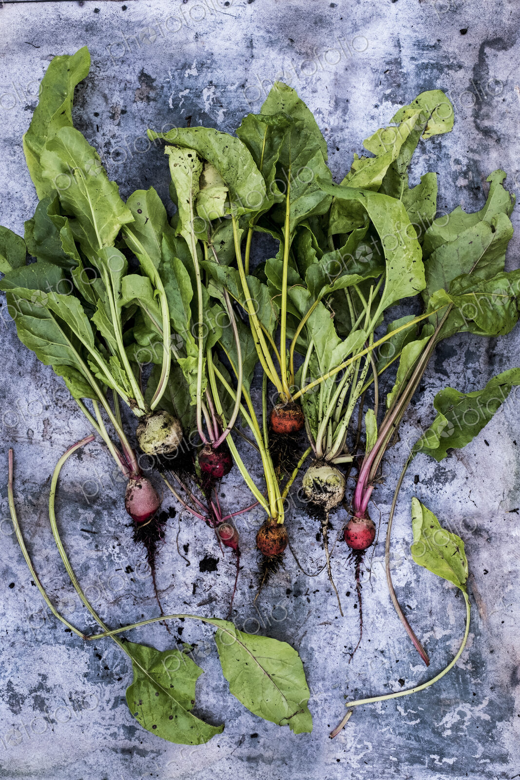 High angle close up of a bunch of freshly picked turnips on grey background.