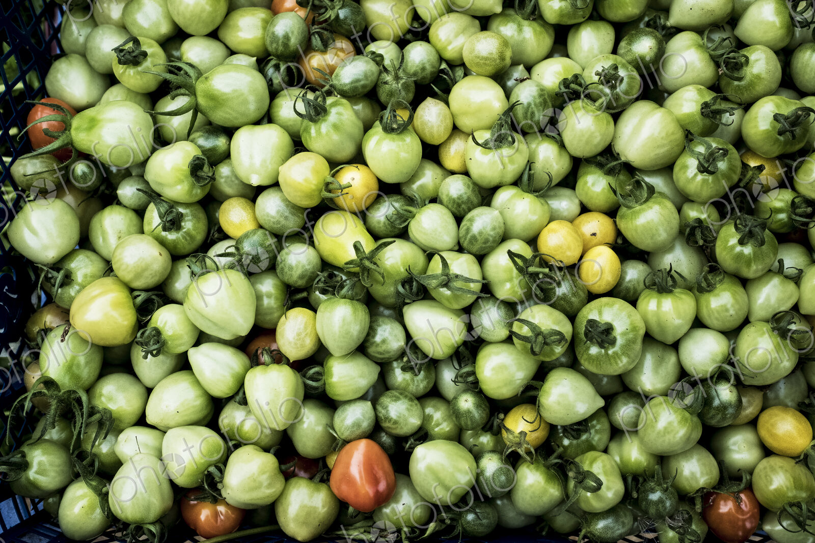 High angle close up of a crate with freshly picked green, yellow and red tomatoes.
