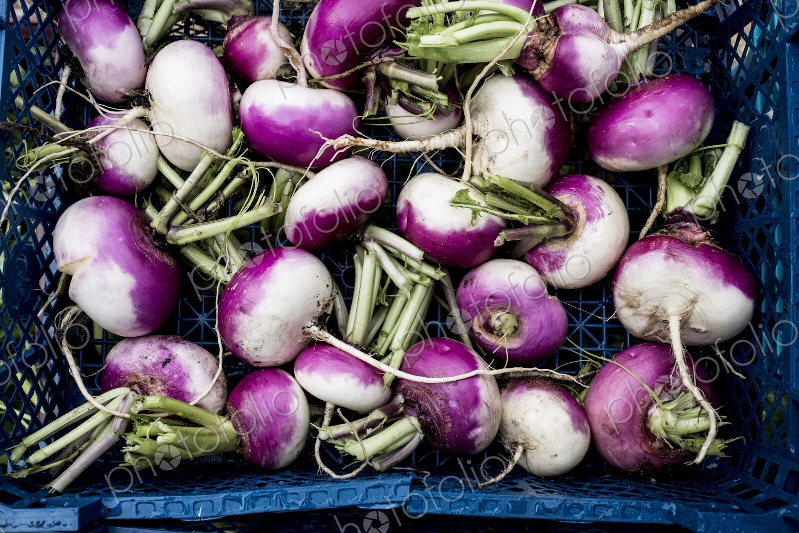 High angle close up of a crate with freshly picked white and purple turnips.