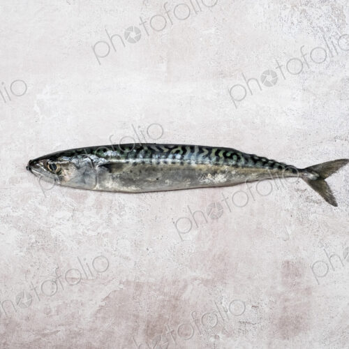 High angle close up of a fresh mackerel fish.