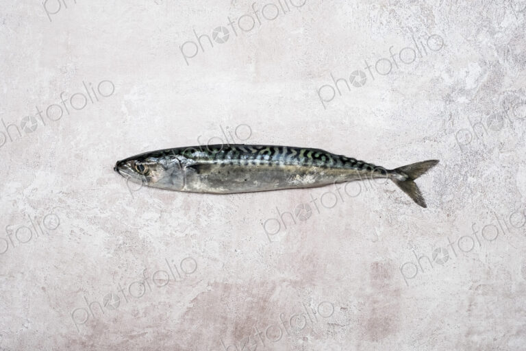 High angle close up of a fresh mackerel fish.