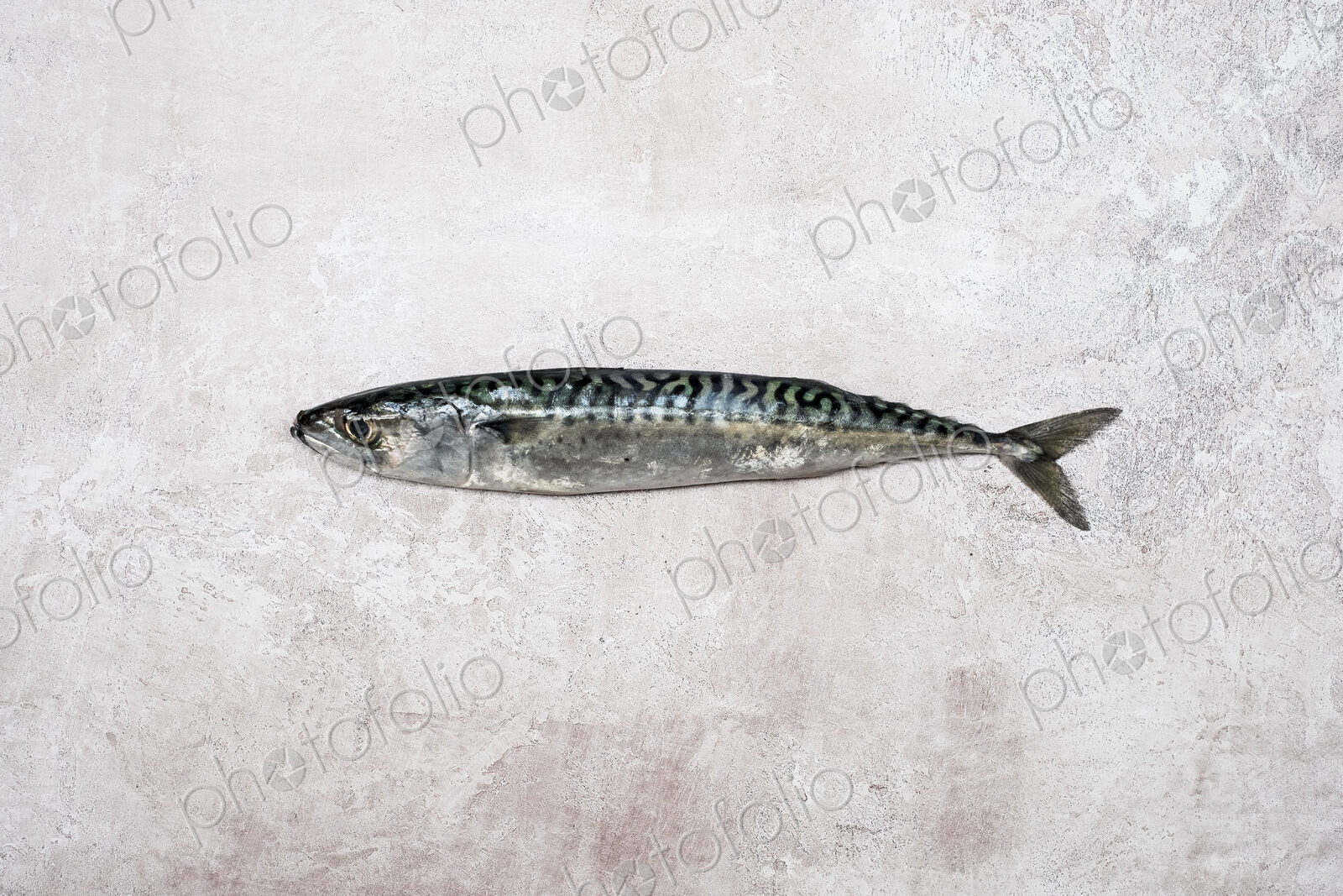 High angle close up of a fresh mackerel fish.