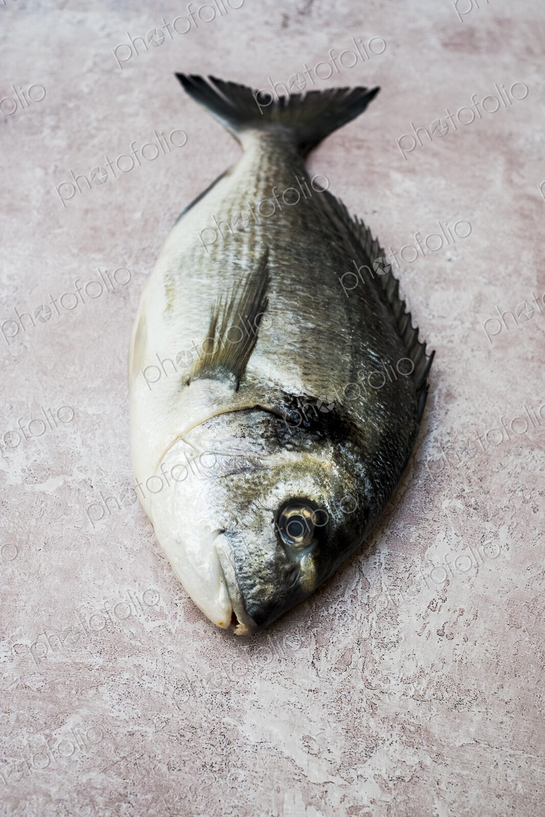 High angle close up of a fresh sea bream.