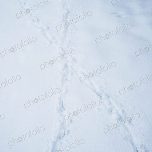 High angle close up of animal tracks in the snow.
