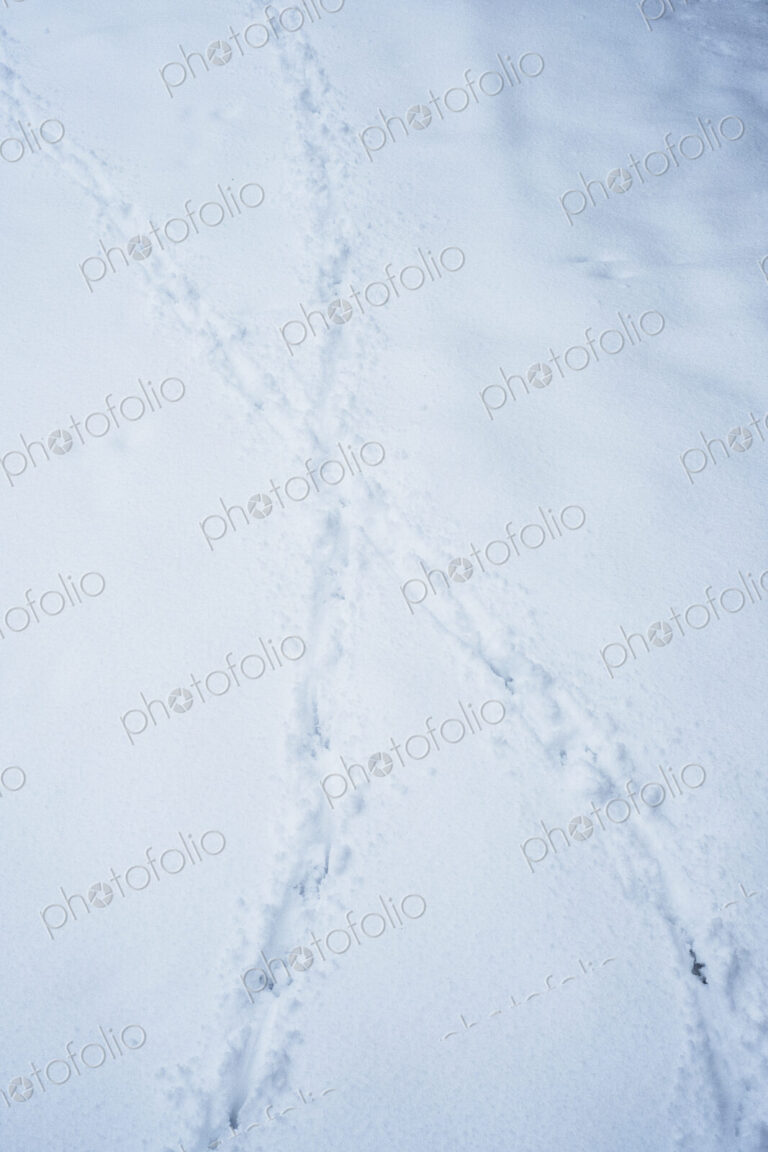 High angle close up of animal tracks in the snow.