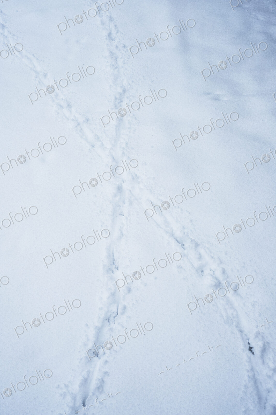 High angle close up of animal tracks in the snow.