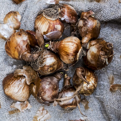 High angle close up of brown onion bulbs on a grey background.