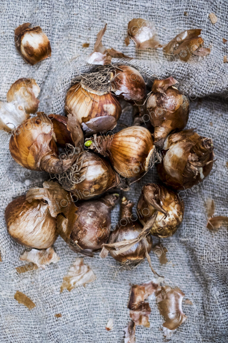 High angle close up of brown onion bulbs on a grey background.